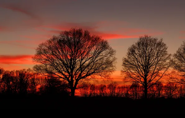 Twilight, trees, sunset, dusk, branches, silhouettes