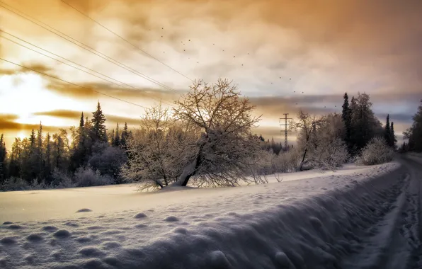 Картинка зима, дорога, небо, снег, деревья, птицы