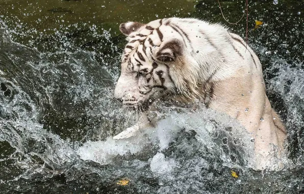 Картинка морда, вода, брызги, игра, купание, профиль, белый тигр, дикая кошка