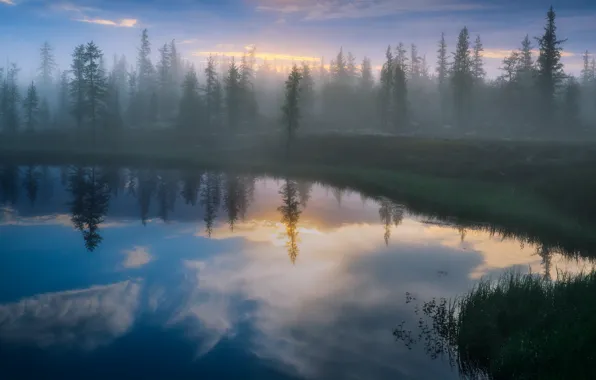 Лес, отражения, туман, озеро, берег, Деревья