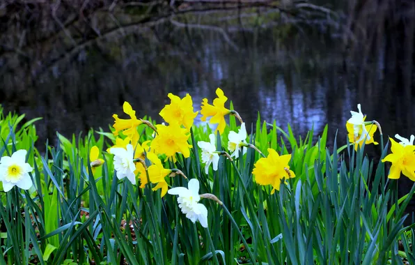 Flower, spring, narcissus, blooming, daffodil