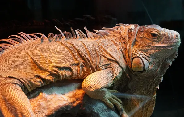 Картинка природа, животное, игуана, animal, рептилия, iguana, reptile