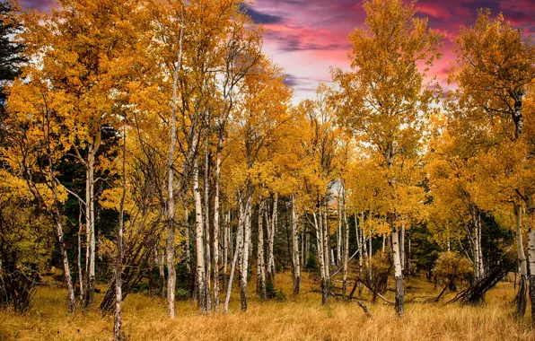 Осень, лес, природа, Fall, Grand Tetons National Park