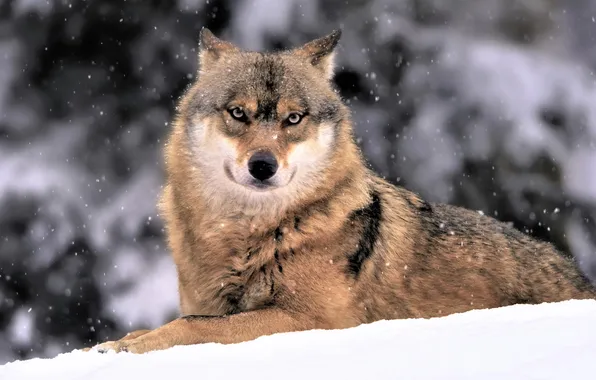 Nature, face, animal, wolf, wildlife, head, fur, mammal