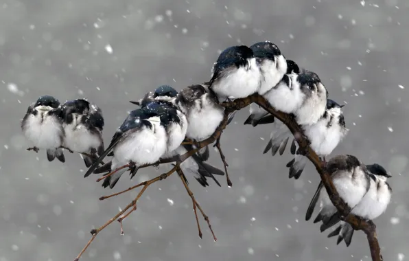 Картинка снег, птицы, природа, ветка