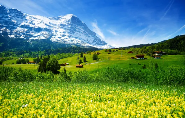 Зелень, лес, трава, цветы, горы, поля, Швейцария, долина
