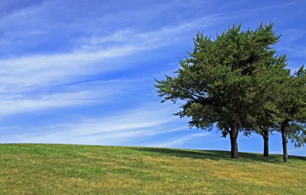Трава, деревья, тень, grass, trees, shadow