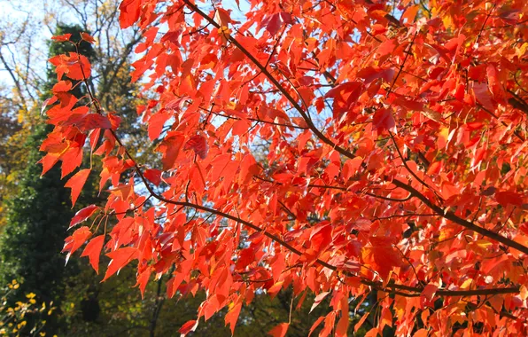 Red, autumn, leafs, twigs