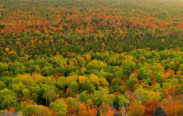 Осень, лес, деревья