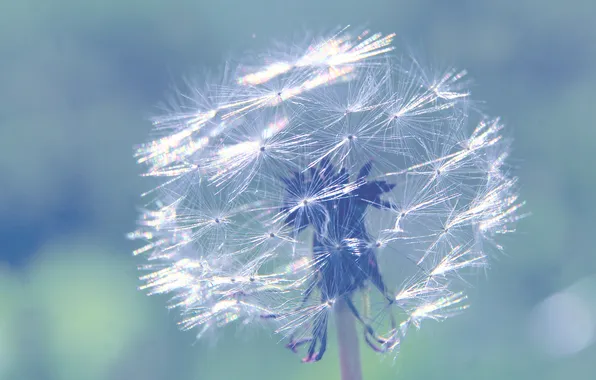 Plant, delicate, dandylion