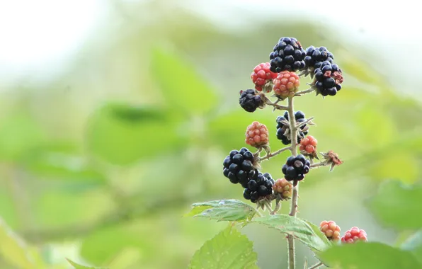 Black, food, fruit, twig