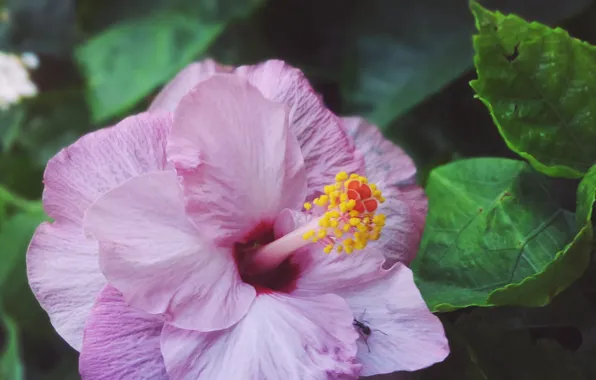 Macro, purple, hibiscus