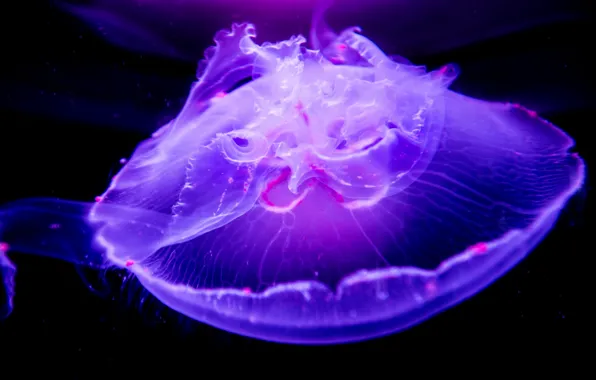 Макро, медуза, подводный мир