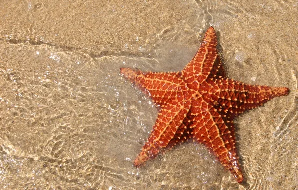 Песок, океан, звезда, морская