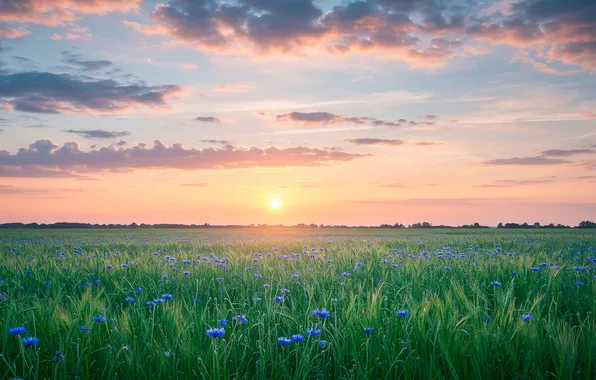 Пшеница, поле, небо, закат, обои, wallpaper, sky, field