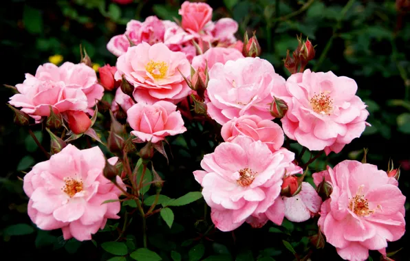 Розы, Pink, colorful, розовые, бутоны, красивые, Roses, color