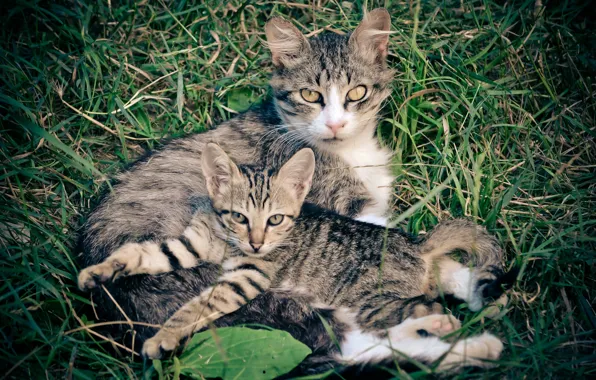 Зелень, кошка, трава, котенок, мать, семья котиков, семья мурчиков