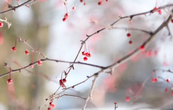 Berry, red, winter, cold
