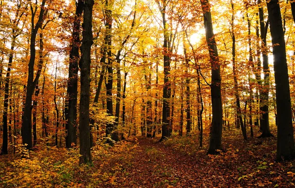 Картинка осень, листья, деревья, природа, дерево, листва, листопад, леса