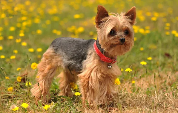 Картинка лето, природа, собака, Yorkshire Terrier