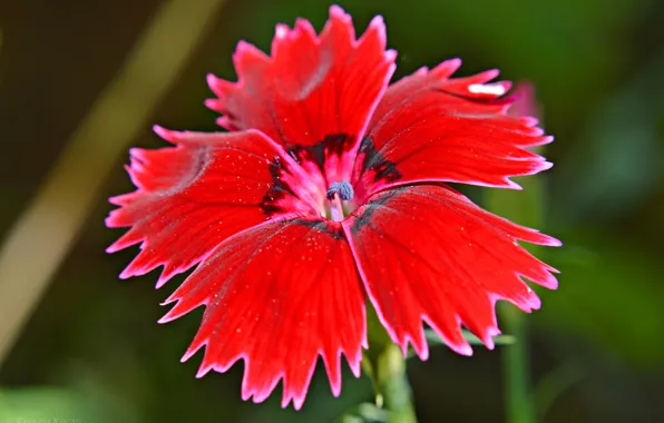 Картинка цветок, природа, растение, лепестки, турецкая гвоздика