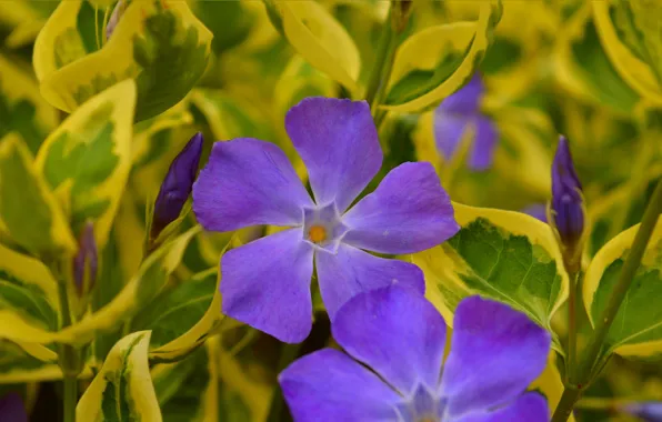 Картинка Весна, Spring, Фиолетовый цветок, Purple flower