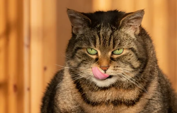 Язык, кошка, кот, взгляд, морда, свет, серый, портрет
