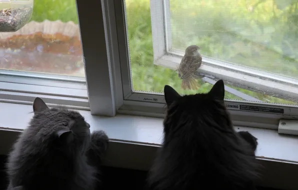 Картинка кошки, птица, коты, окно, воробей, наблюдение