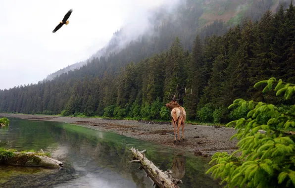 Лес, небо, вода, полет, горы, ветки, природа, туман