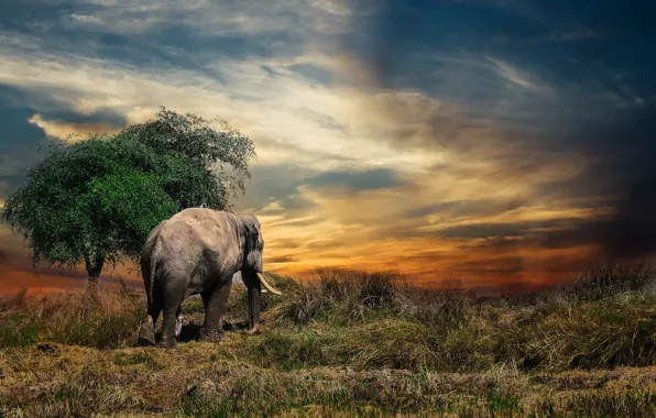 Картинка слон, Таиланд, animal