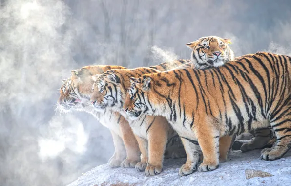 Зима, лес, взгляд, свет, снег, ветки, тигр, туман