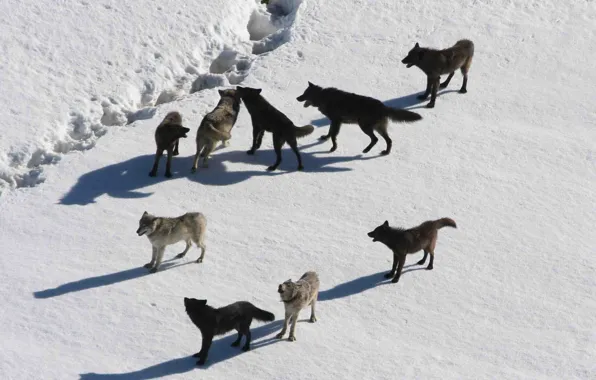 Nature, predator, animal, wolf, wildlife, portrait, wolf pack, portrait.