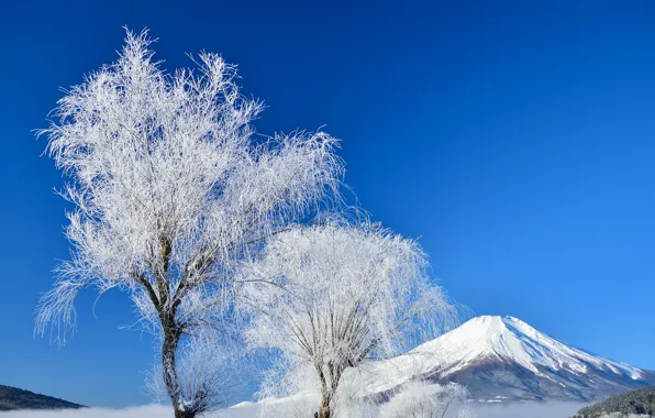 Зима, небо, снег, деревья, Япония, гора Фудзияма