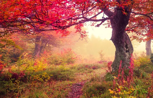 Картинка осень, лес, листья, forest, autumn, leaves, tree
