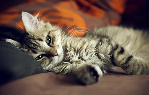 Картинка кошка, кот, диван, кровать, лапы, котэ