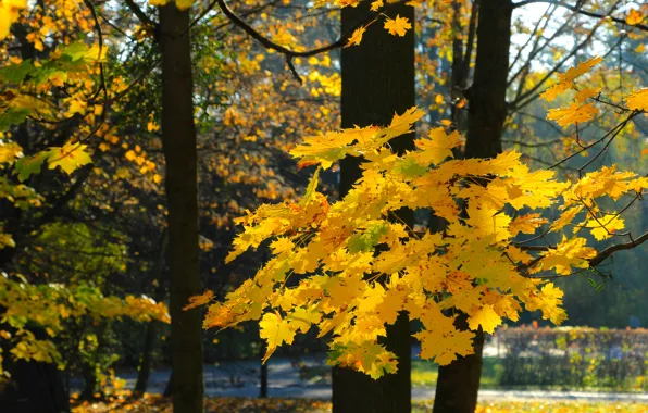 Park, autumn, tree, leaf