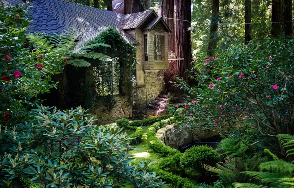 Картинка деревья, парк, Калифорния, домик, США, кусты, Redwood National Park