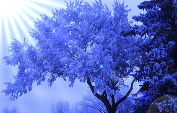 Картинка зима, иней, блики, дерево, солнечные лучи