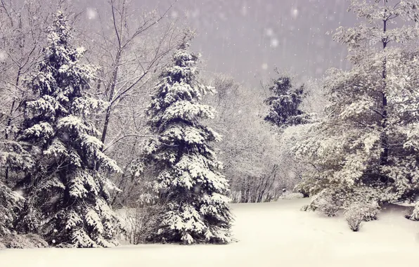 Картинка зима, снег, деревья, ветки, природа, елки, ёлки