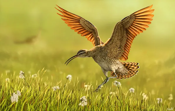 Картинка трава, природа, птица, крылья, арт