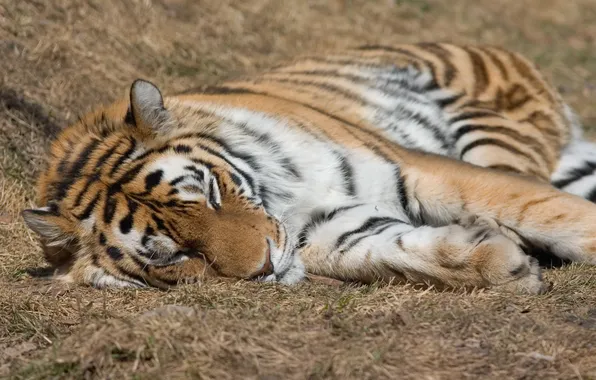 Картинка кошка, морда, природа, тигр, отдых, хищник, лапы, спит