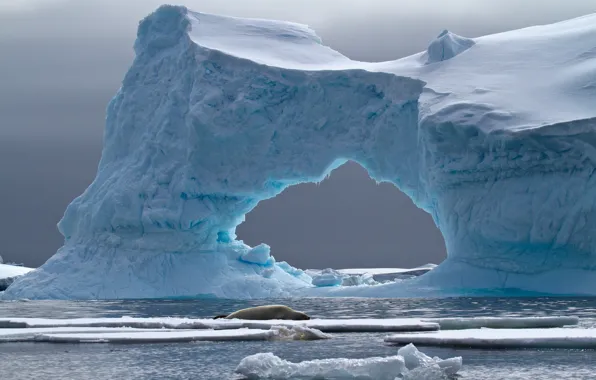Iceberg, Antarctica, Petermann Island, Crabeater Seal
