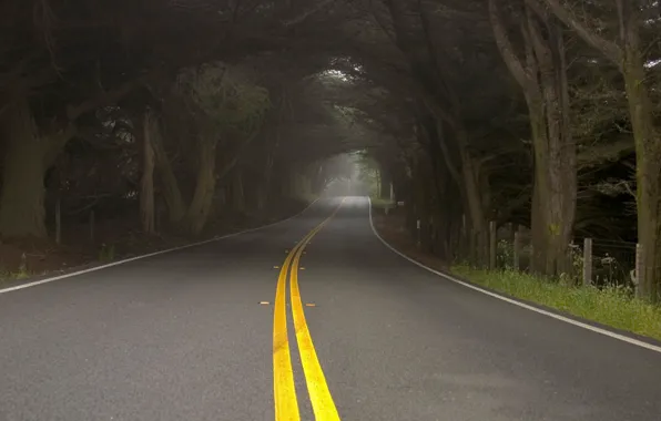 Дорога, деревья, природа, туман, дымка