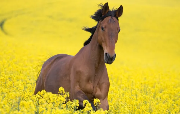 Картинка поле, цветы, желтый, конь, лошадь