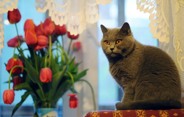 Кошка, кот, взгляд, цветы, дом, серый, комната, букет