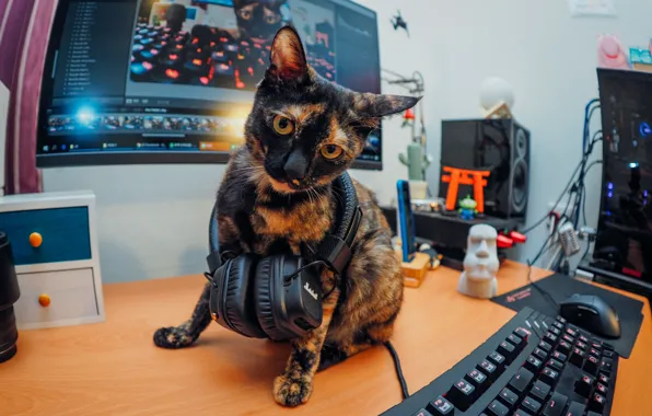 Компьютер, кот, взгляд, стол, наушники