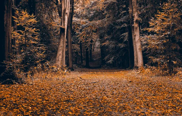 Осень, природа, парк