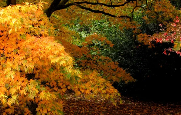 Картинка осень, листья, деревья, ветви, Природа, листопад, trees, nature
