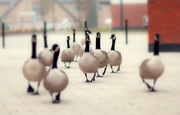 Птица, улица, утки