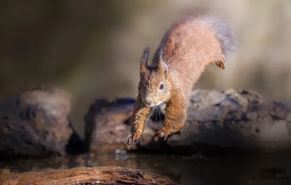 Картинка вода, природа, животное, прыжок, белка, деревяшки, грызун, Roberto Aldrovandi